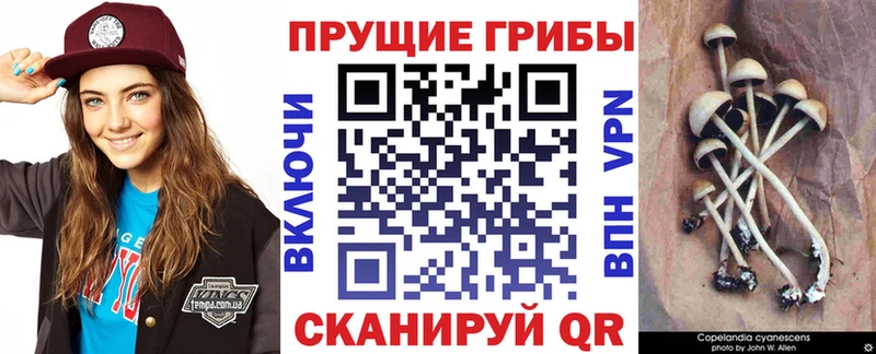 цена   kraken как зайти  Галлюциногенные грибы Psilocybe  Пестово 